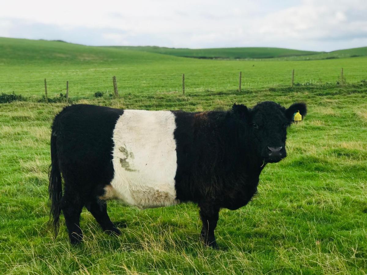 Bunnahabhain 5 - Farm Stay - Stunning Sea And Rural Views Stranraer Zewnętrze zdjęcie